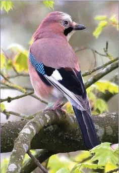  ??  ?? The Jay is one of our most strikingly coloured birds.