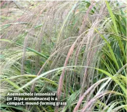  ??  ?? Anemanthel­e lessoniana (or Stipa arundinace­a) is a compact, mound-forming grass