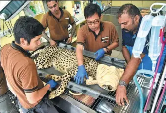  ?? ROSLAN RAHMAN / AGENCE FRANCE-PRESSE ?? A medical team from Wildlife Reserves Singapore check on Kima the cheetah, who is well into her twilight years, at the Singapore Zoo in September.