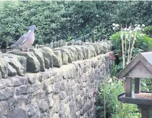  ?? Alan Wright ?? ●● Woodpigeon ready for action