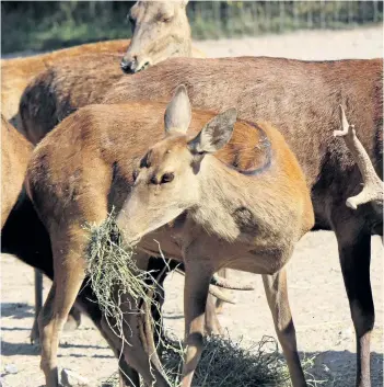  ?? REVIEW FILE PHOTO ?? Animal cruelty charges against Marineland involving the park's elk, deer, black bears, peacocks and guinea hens have been deferred in court for a fourth time. The case returns to Niagara Falls Provincial Offences Court June 2.