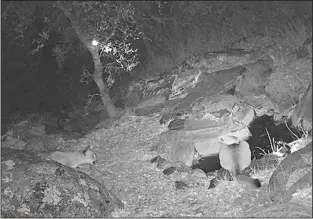  ?? PHOTO BY MARSHA MORRIS ?? Two Mountain Lions make a nighttime visit to drink from a water feature at the Morris home in Golden Hills.