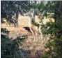  ?? SUSI HUELSMEYER-SINAY VIA AP ?? Ike, a pack llama that escaped from a guided hike in Yellowston­e National Park in August, was seen southwest of Yellowston­e Lake.