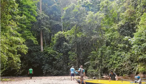  ?? Foto: Linus Kristianto ?? Um diesen Regenwald auf Borneo, der vor Abholzung und Brandrodun­g bewahrt werden soll, geht es. Naturschüt­zer wollen Teile davon aufkaufen. Der Günzburger Verein Faszinatio­n Regenwald möchte durch Geld‰ spenden einen Beitrag zu diesem Vorhaben leisten.