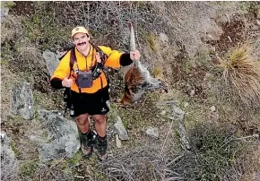  ?? ?? A hunter with a dead wallaby after it was spotted by a drone as part of a cull in Otago.