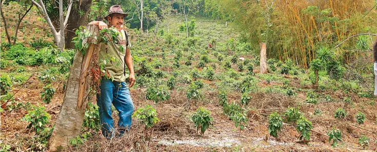  ??  ?? Adaptación. La caficultur­a necesita adaptarse al cambio climático, esto requiere de más conocimien­to sobre el funcionami­ento de las plantas, los suelos y el agua.