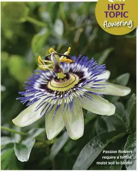  ??  ?? Passion flowers require a fertile, moist soil to bloom