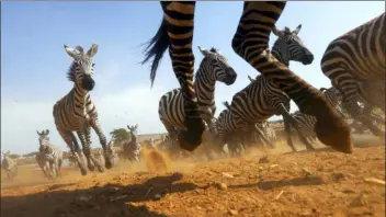  ?? GEOFF BELL/DISCOVERY VIA AP ?? This image released by Discovery shows a Zebra stampede from episode four of “Serengeti,” a six-part series premiering Sunday.