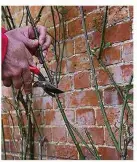  ??  ?? Careful pruning can produce low blooms on a climbing rose