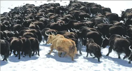  ?? PHOTOS PROVIDED TO CHINA DAILY ?? With staggering bird’s-eye view footage, the new season of Aerial China captures wildlife at its most majestic, including soaring egrets, golden snub-nosed monkeys, migrating naked carp and wild golden yaks.