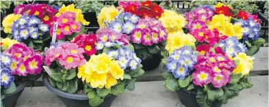  ??  ?? Primrose plants offer the prospect of an instant mini-garden on a patio or beside a front door. They can be purchased individual­ly, or already combined in a container.