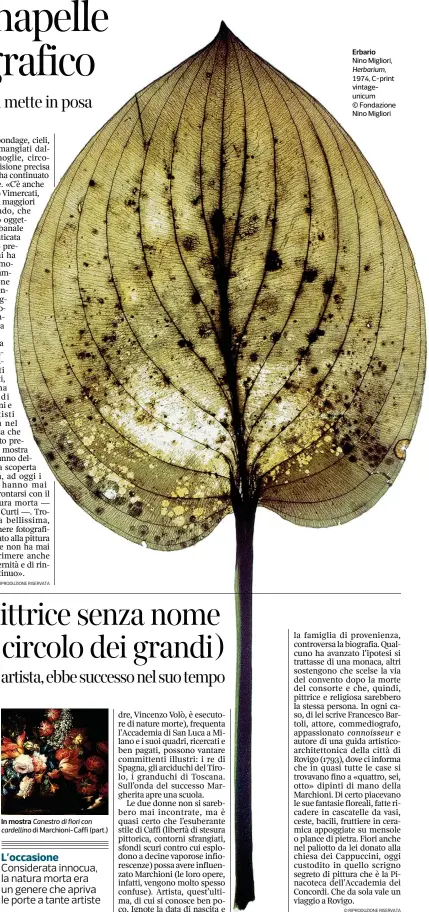  ??  ?? Erbario
Nino Migliori, Herbarium, 1974, C-print vintageuni­cum © Fondazione Nino Migliori