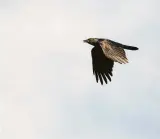  ?? Kathy Adams Clark / Contributo­r ?? Fish crows look like American crows but have a different call and flight pattern.