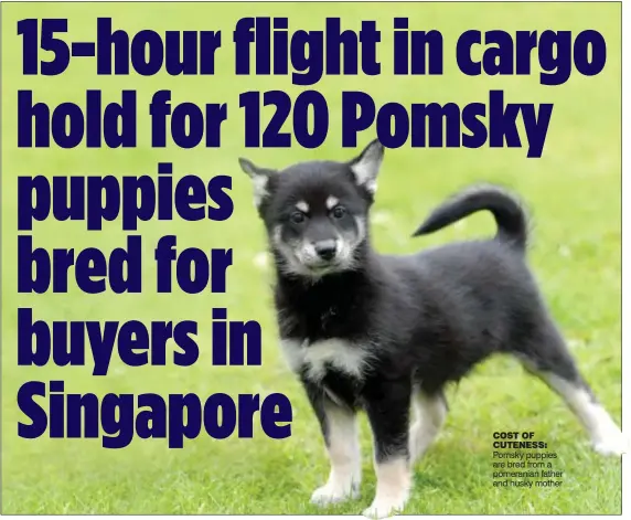  ??  ?? COST OF CUTENESS: Pomsky puppies are bred from a pomeranian father and husky mother