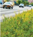  ?? Symbolfoto: Karl Aumiller ?? Der Landkreis Unterallgä­u will mehr Blumenwies­en an Straßenrän­dern schaffen und so den Insekten mehr Nahrung bieten.