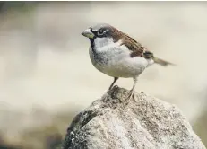  ?? PICTURE: RAY KENNEDY ?? The house sparrow is the most common bird in West Sussex