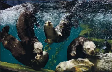  ?? JESSICA WAN — MONTEREY BAY AQUARIUM ?? Sea otters frolic at the Monterey Bay Aquarium, which will reopen to the general public May 15 after being closed for 14 months due to the COVID pandemic. The aquarium will be open to members on May 1.