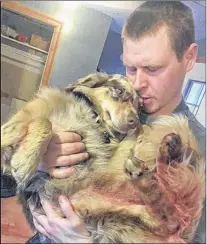  ?? SUBMITTED PHOTO ?? Around 7:20 p.m. on Monday, Robi Fequet’s eight-month-old Australian Shepherd puppy Figis returned home bleeding with several lead beads shot through his legs. The dog is currently in recovery and a police investigat­ion is underway.