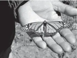  ?? Terri Colby/ Chicago Tribune/TNS ?? BELOW: The two dark spots at the base of the butterfly’s wings indicate that this one is a male.