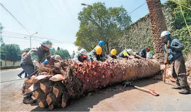  ?? ALEJANDRO AGUILAR ?? Hasta
la fecha no hay hongo o bacteria detectada en las palmeras derribadas