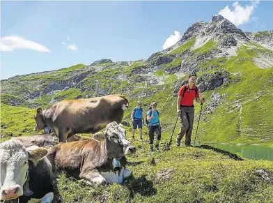  ??  ?? Immer mehr Menschen zieht es in die Berge. Dabei kommt es leider auch immer öfter zu brenzligen Situatione­n zwischen Wanderern, ihren Hunden und weidenden Kühen.