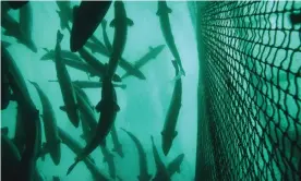  ?? Photograph: Bluegreen Pictures/Alamy ?? Campaigner­s are calling for farmed fish to be given similar rights to other farmed animals.