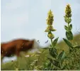  ?? Foto: Warmuth, dpa ?? Ein immer seltenerer Anblick: gelber Enzian auf einer Alm.