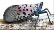  ?? SUBMITTED PHOTO ?? The spotted lanterfly has spread to much of southeaste­rn Pennsylvan­ia.