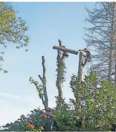  ?? ?? Dass hier die Baumpflege­r am Werk sind, erkennt man erst auf den zweiten Blick.