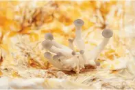  ?? Pic: Claire Ratinon/ PA ?? Emerging mushrooms from a kit