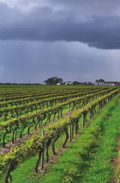  ??  ?? Above: grey storm clouds hang over Leconfield’s winery and Cabernet vineyards