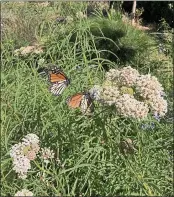  ?? PHOTO BY ALICE CASON ?? Track monarch butterflie­s in your neighborho­od and report monthly sightings to Pollinator Posse.