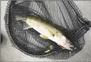  ?? (NWA Democrat-Gazette/Flip Putthoff) ?? Walleye are the first to start their spawning migration up the tributarie­s of Beaver Lake, followed by white bass. Both species can also be caught in the White River below Beaver Dam.