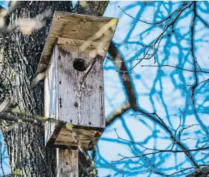  ?? SERGEI SIMONOV ?? Una casa de madera para pájaros, frecuentes en el mundo anglosajón, forma parte de la naturaleza que evoca Carreras