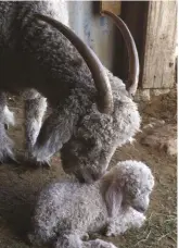  ??  ?? Many Angora (above) goat herds are raised by small producers who shear their own animals and process the mohair themselves for use in the handspinni­ng industry.