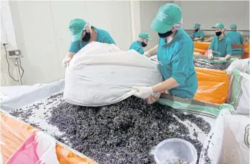  ??  ?? Workers clean hollyhock before it is packaged for export at the Filipi Co factory in Lac.