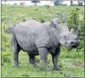  ?? Picture: ANNELISA SWANA ?? NO HARM DONE: The rhino is back on its feet