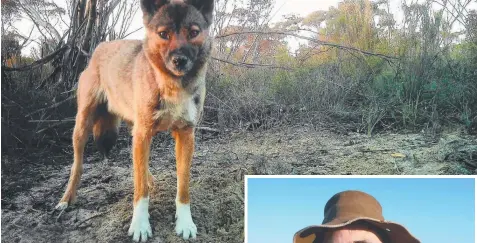  ??  ?? Above: Fire is a dingo’s friend. Right: CIE ecologist Associate Professor Euan Ritchie