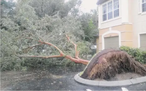  ?? CORTESÍA ?? Un árbol cayó frente al apartament­o de Yadira Bello, en Orlando, y bloqueó su garaje por muchas horas.