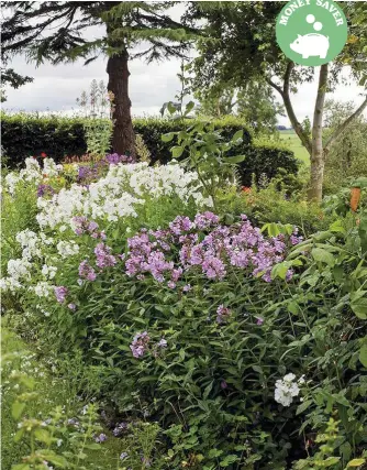  ??  ?? Phlox are among the many clump-forming plants that grow well from basal cuttings in spring