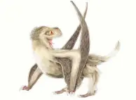  ?? PHOTO: REUTERS ?? Surprising . . . A Daohugou pterosaur, with four different feather types over its head, neck, body, and wings, and a generally gingerbrow­n colour, based on Jurassic Period fossils unearthed in China, is seen in this illustrati­on handout, released by University of Bristol on Friday.