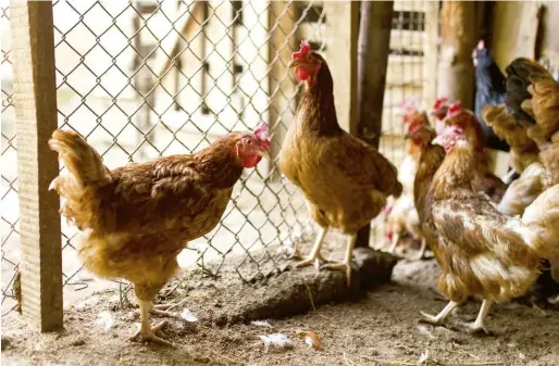  ??  ?? Don’t indiscrimi­nately add chickens to your collection. You run the risk of introducin­g disease,