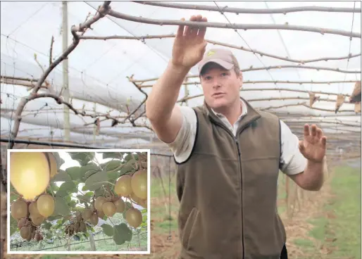  ?? PICTURES: SUPPLIED ?? Ross Lowe on his farm in Richmond, where he is slowly replacing vegetables with golden kiwi fruit.