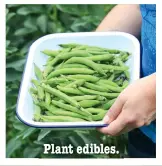  ??  ?? Plant edibles.