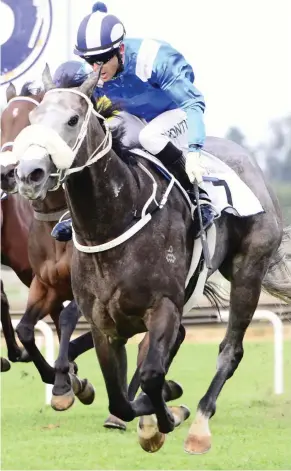  ?? (See Back Page) ?? POLE POSITION. Mike de Kock's runner Majmu yesterday drew gate 1 in the Vodacom Durban July.