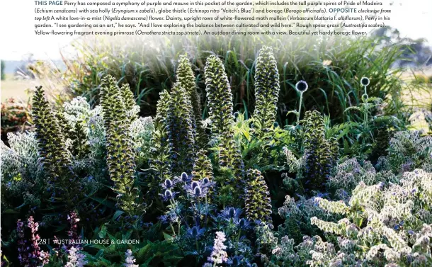  ??  ?? THIS PAGE Perry has composed a symphony of purple and mauve in this pocket of the garden, which includes the tall purple spires of Pride of Madeira ( Echium candicans) with sea holly ( Eryngium x zabelii), globe thistle ( Echinops ritro ‘Veitch’s Blue’) and borage ( Borago officinali­s). OPPOSITE clockwise from top left A white love-in-a-mist ( Nigella damascena) flower. Dainty, upright rows of white-flowered moth mullein ( Verbascum blattaria f. albiflorum). Perry in his garden. “I see gardening as an art,” he says. “And I love exploring the balance between cultivated and wild here.” Rough spear grass ( Austrostip­a scabra). Yellow-flowering fragrant evening primrose ( Oenothera stricta ssp. stricta). An outdoor dining room with a view. Beautiful yet hardy borage flower.