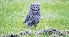  ?? PHOTO; TRACEY VICKERS PHOTOGRAPH­Y ?? Closer look . . . A little owl at a property south of Oamaru.