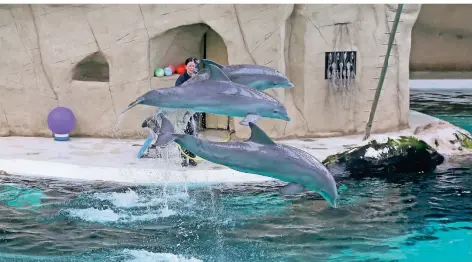  ?? RP-ARCHIVFOTO: CHRISTOPH REICHWEIN ?? Delfine im Delfinariu­m des Zoo Duisburg springen aus dem Wasser. Ihre Haltung in Zoos gilt als umstritten.