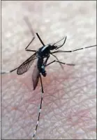  ??  ?? Le moustique Aedes Albopictus.