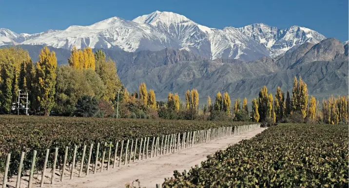  ??  ?? Mendoza produces nearly three-quarters of Argentina’s wine. Incredibly, the vineyard acreage is bigger than that of New Zealand and Australia combined.